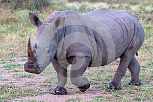 White Rhino in Kruger National Park