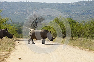 White Rhino in the Kruger National Park