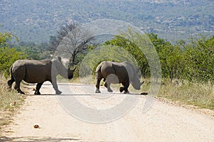 White Rhino in the Kruger National Park