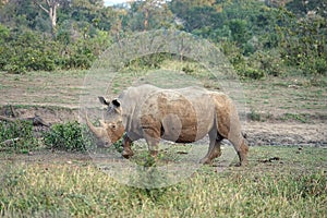 White Rhino in the Kruger National Park