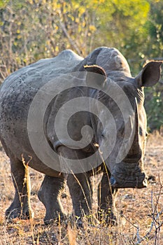 White rhino in Kruger National Park, South Africa.