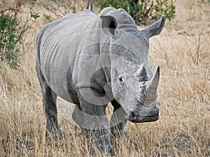 White Rhino in Kruger National Park - South Africa