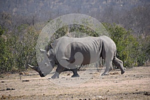White Rhino, Kruger National Park, South Africa