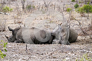 White rhino, Kruger National Park, South Africa