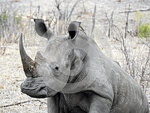 White rhino, Kruger National Park, South Africa