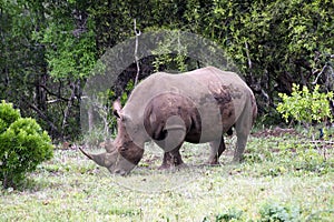 White rhino, Kruger National Park, South Africa