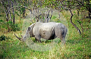 White rhino, Kruger National Park, South African Republic