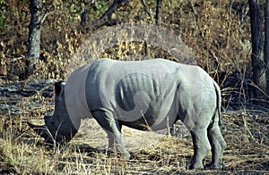 White rhino, Kruger National Park, South African Republic