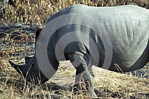 White rhino, Kruger National Park, South African Republic