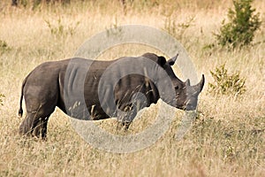 White rhino in kruger park