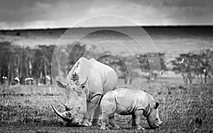White Rhino in Lake Nakuru