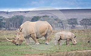 White Rhino in Lake Nakuru