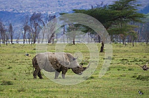 White Rhino in Lake Nakuru national park