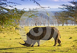 White Rhino in Lake Nakuru national park