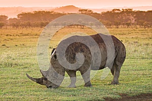 White Rhino in Lake Nakuru national park