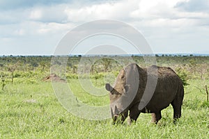 White rhino landscape