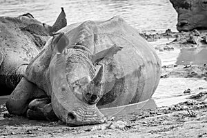 White rhino laying in the mud