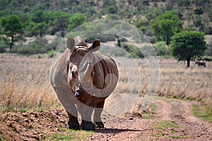 The white rhino lives in Africa.