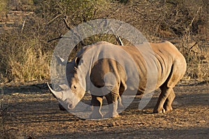 White Rhino, Madikwe Game Reserve