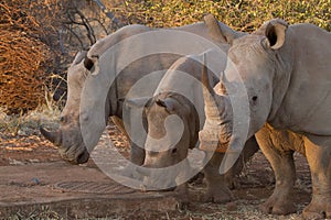 White Rhino, Madikwe Game Reserve