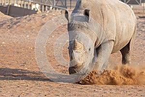 White Rhino making a claim for its turf!