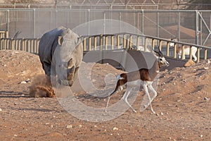 White Rhino making a claim for its turf chasing off a springbok