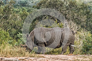 White rhino marking its territory