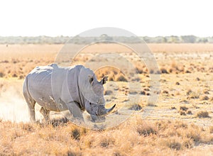 White Rhino Marking Territory