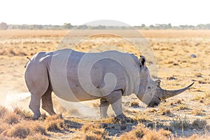 White Rhino Marking Territory