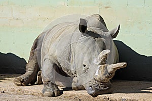 White Rhino - Marwell Zoo