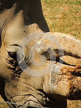 White rhino in Marwell Zoo England