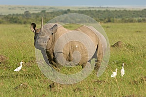 White rhino in Masai mara Kenya