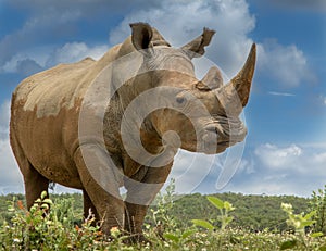 White Rhino photo