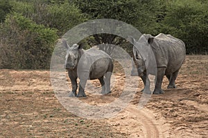 White rhino mom and calf