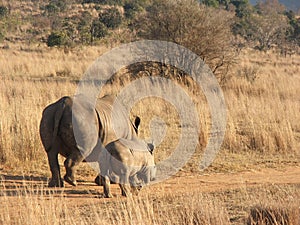 White rhino mother and baby