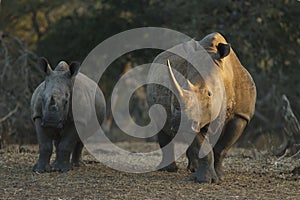 White Rhino mother and calf