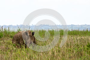 White rhino from nairobi national park in kenya