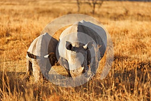 White Rhino in Nakuru Park