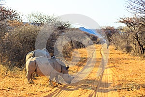 White rhino in natural habitat in Waterberg Plateau National Park in Namibia