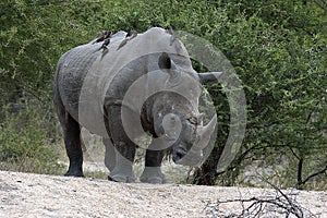 White rhino with ox peckers