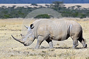 White rhino in the park Solio in Kenya photo