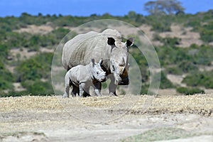 White rhino photo