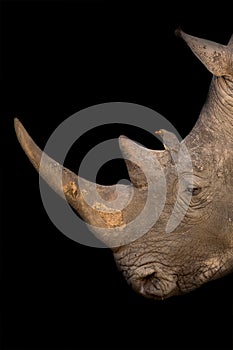 White rhino portrait with a red-billed oxpecker on its nose on black background artistic conversion