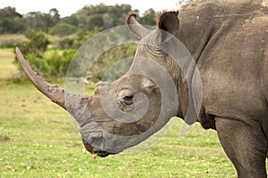 White Rhino Profile