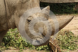 White Rhino Profile