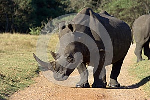 White Rhino profile