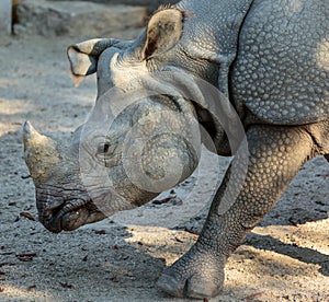 White rhino profile