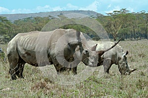 White Rhino with record horn and calf