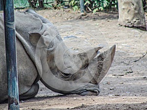 white rhino is resting at the zoo in summer