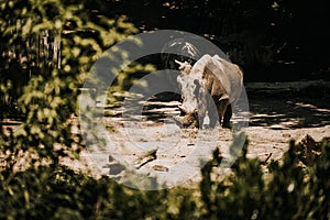 A white rhino / rhinoceros grazing. Zlin, Moravia, Czech Republic , Chateau Lesna in Zoo park Zlin. Full of atractive wild animals